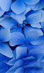 pic for Blue flower petals 
